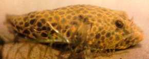 Tetraodon duboisi - stanley pool puffer, malebo puffer, toadfish.