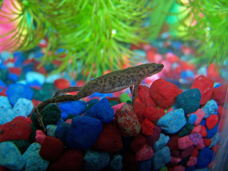 picture of an African dwarf frog searching for food