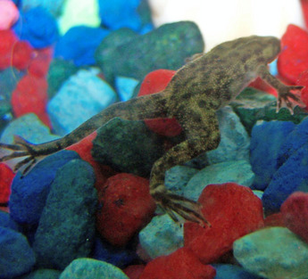 African dwarf frog picture