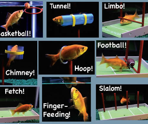 fish training