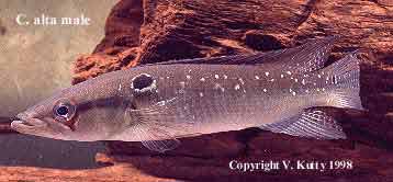 Crenicichla alta