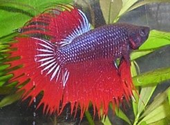 Betta_splendens