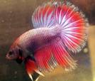 Comb Tail Betta Picture