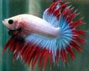 Crown Tail Betta Picture