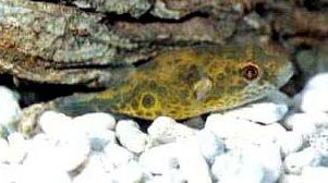 Ocellated Puffer Fish -  Tetraodon cutcutia