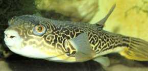 Tetraodon mbu - Mbu Puffer, Giant Puffer 