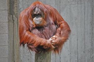 orangutan