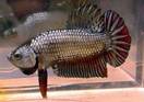 Plakat Betta Picture