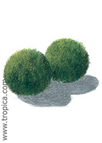 Cladophora aegagropila