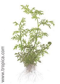 Ceratopteris thalictroides 