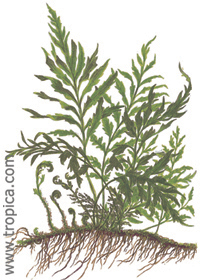 Bolbitis heudelotii