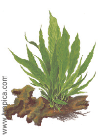 Microsorum pteropus 