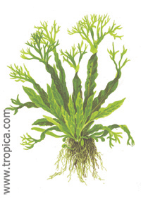 Microsorum pteropus 'Windeløv'