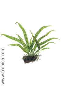 Microsorum pteropus ''Philippine''