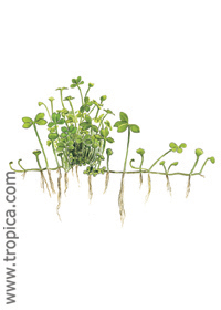 Marsilea hirsuta 