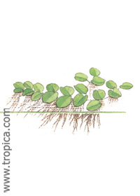 Salvinia natans 