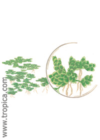 Azolla caroliniana 
