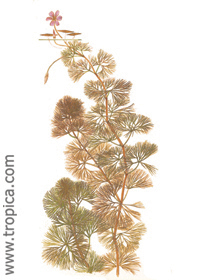 Cabomba furcáta (C. piauhyensis)