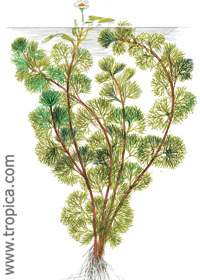 Cabomba caroliniana