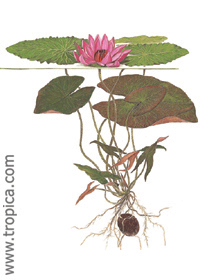 Nymphaea pubescens 