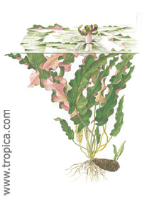 Barclaya longifolia
