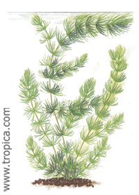 Ceratophyllum demersum
