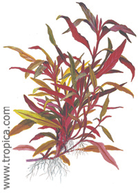 Alternanthera reineckii ''roseafolia''