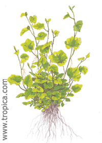 Cardamine lyrata 