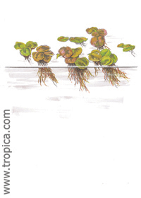 Phyllanthus fluitans