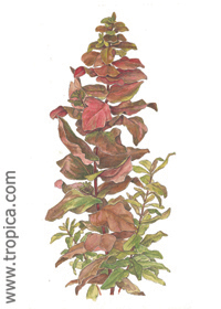 Rotala macrandra