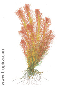 Rotala wallichii 