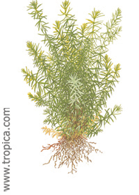 Rotala sp. ''Nanjenshan'' (''Mayaca sellowiana'')