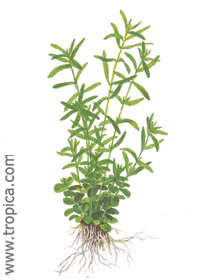 Rotala sp. ''Green''