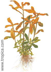 Nesaea crassicaulis