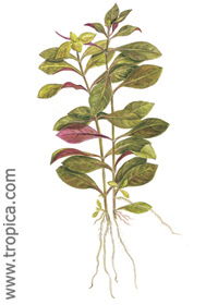 Ludwigia repens ''Rubin''