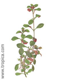 Ludwigia repens 