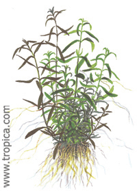 Ludwigia arcuata