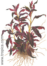 Ludwigia glandulosa (''perennis'')