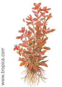 Ludwigia inclinata