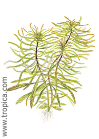 Ludwigia inclinata var. verticillata (''Cuba'')
