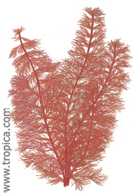 Myriophyllum tuberculatum (Red)