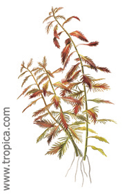 Proserpinaca palustris ''Cuba''