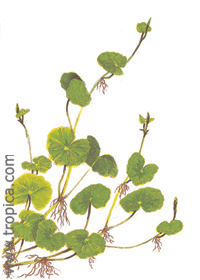 Hydrocotyle leucocephala 