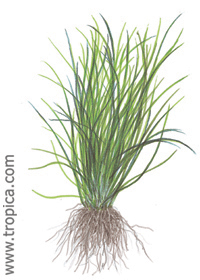 Lilaeopsis novae-zelandiae 