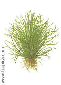 Lilaeopsis mauritiana 