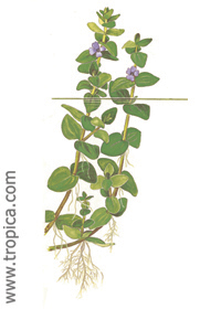 Bacopa caroliniana