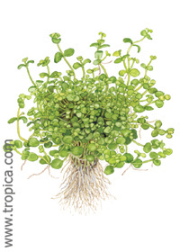 Bacopa australis 