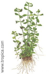 Bacopa monnieri 