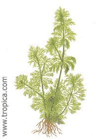 Limnophila sessiliflora 