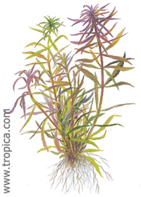 Limnophila aromatica